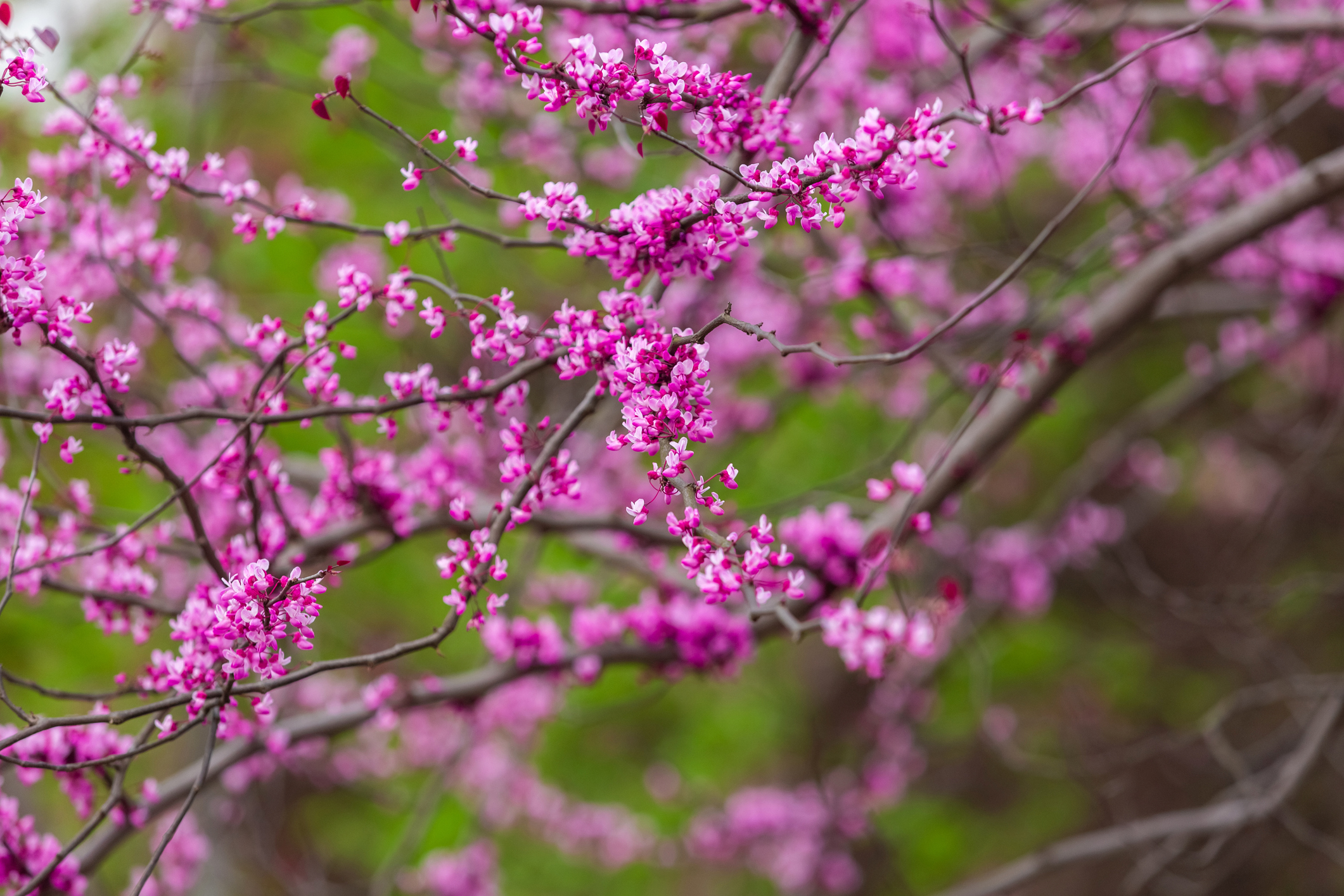 10 Things To Do In Macomb