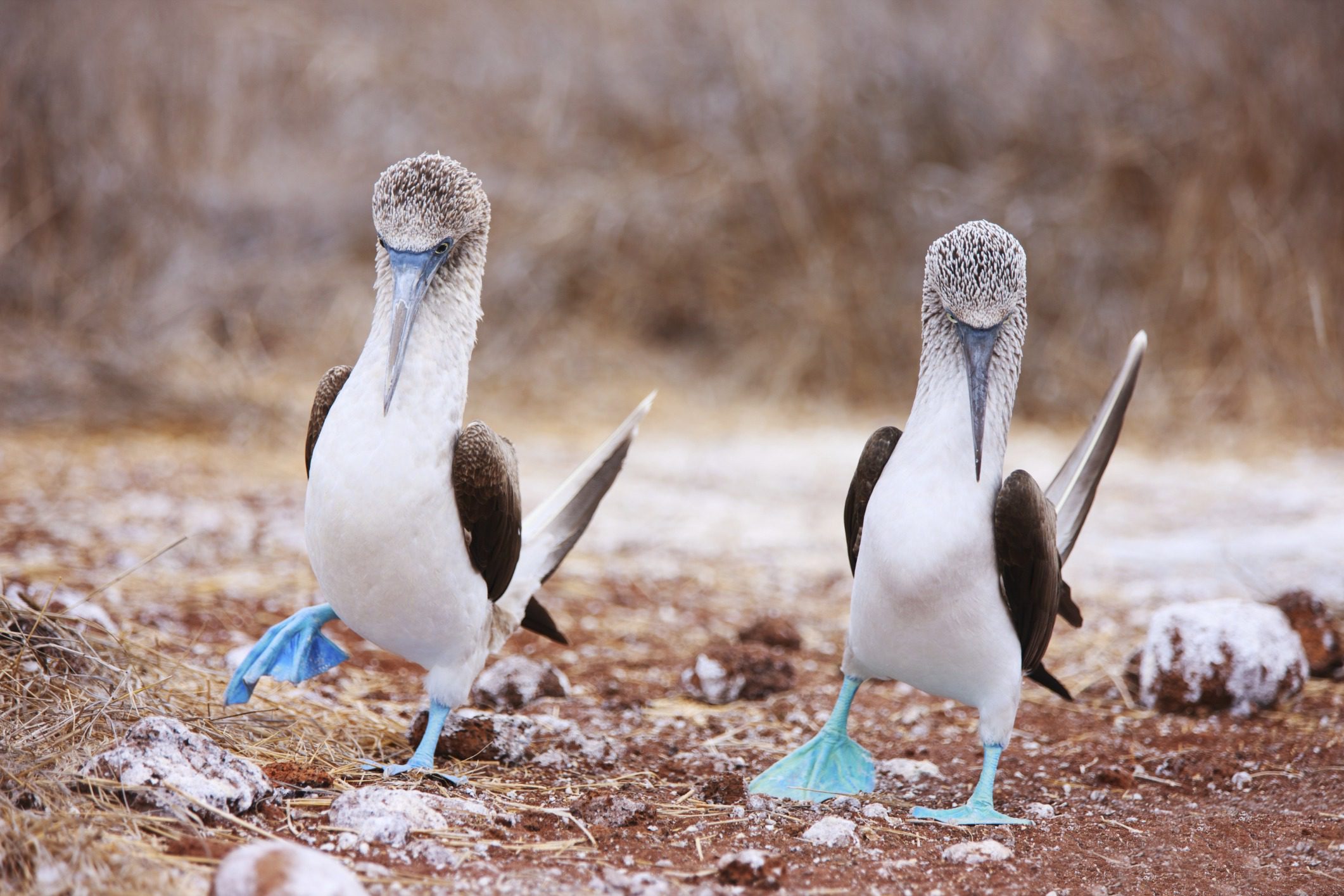 10 Animals You Will Actually See in the Galapagos