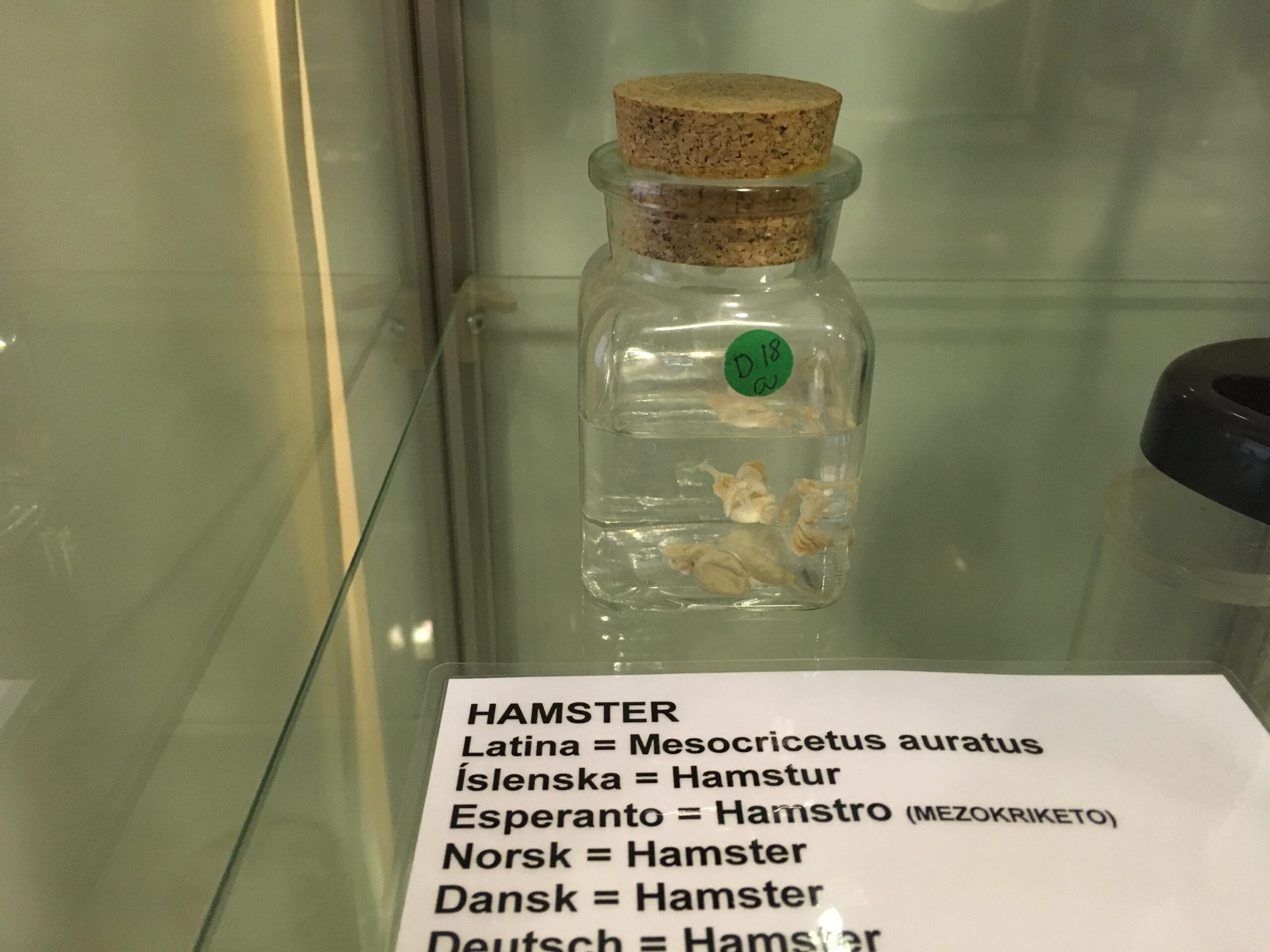 10 Weirdest Museum in the World (Iceland Phallus etc.)