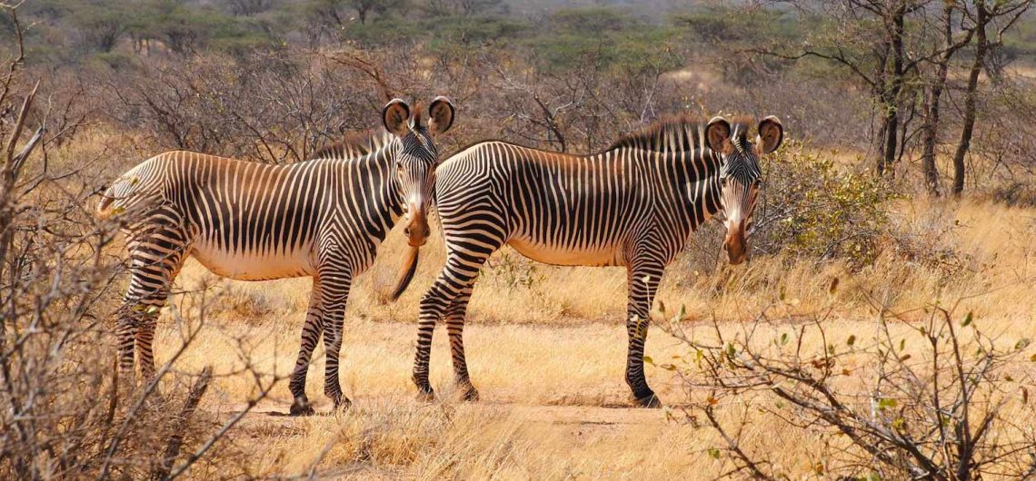 Safari in Kenya Vs. Tanzania: Price breakdown