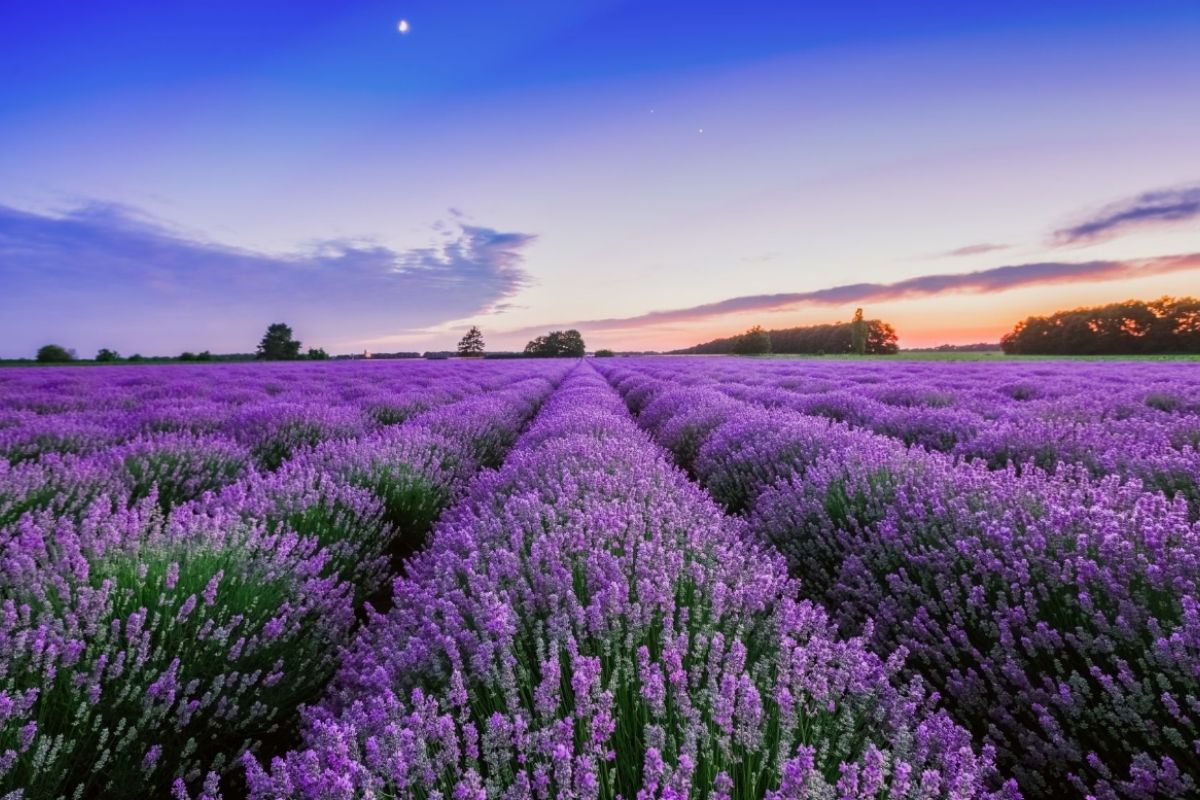The Lavender Fields of the UK (Not Provence)
