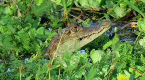 5 Ethical Animal Tourism Experiences in the Amazon (Caiman Spotting Birding)