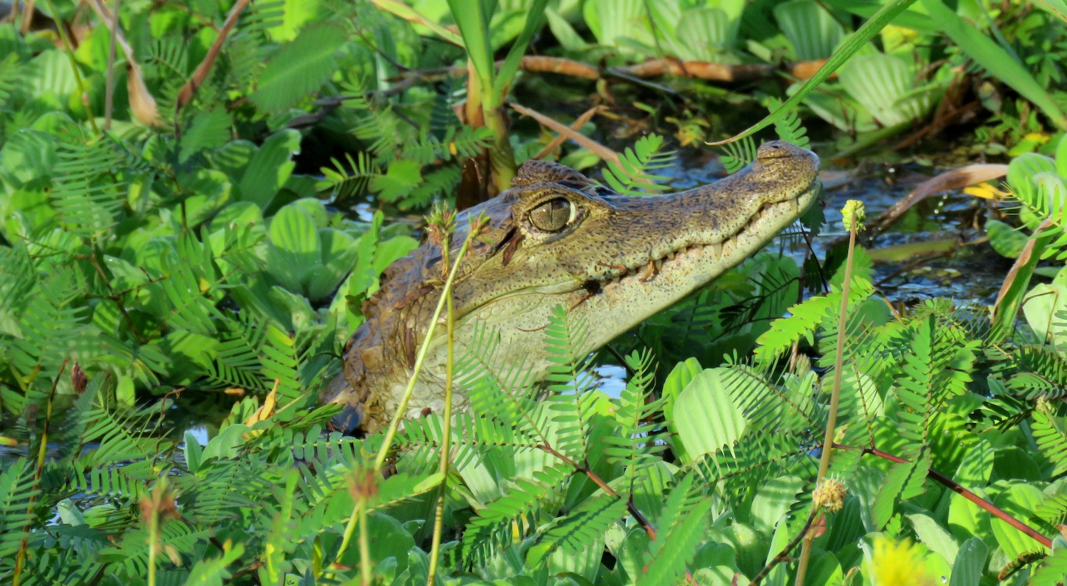 5 Ethical Animal Tourism Experiences in the Amazon (Caiman Spotting Birding)