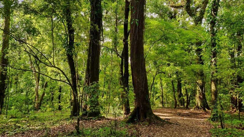 Forest Digital Detox: Hike