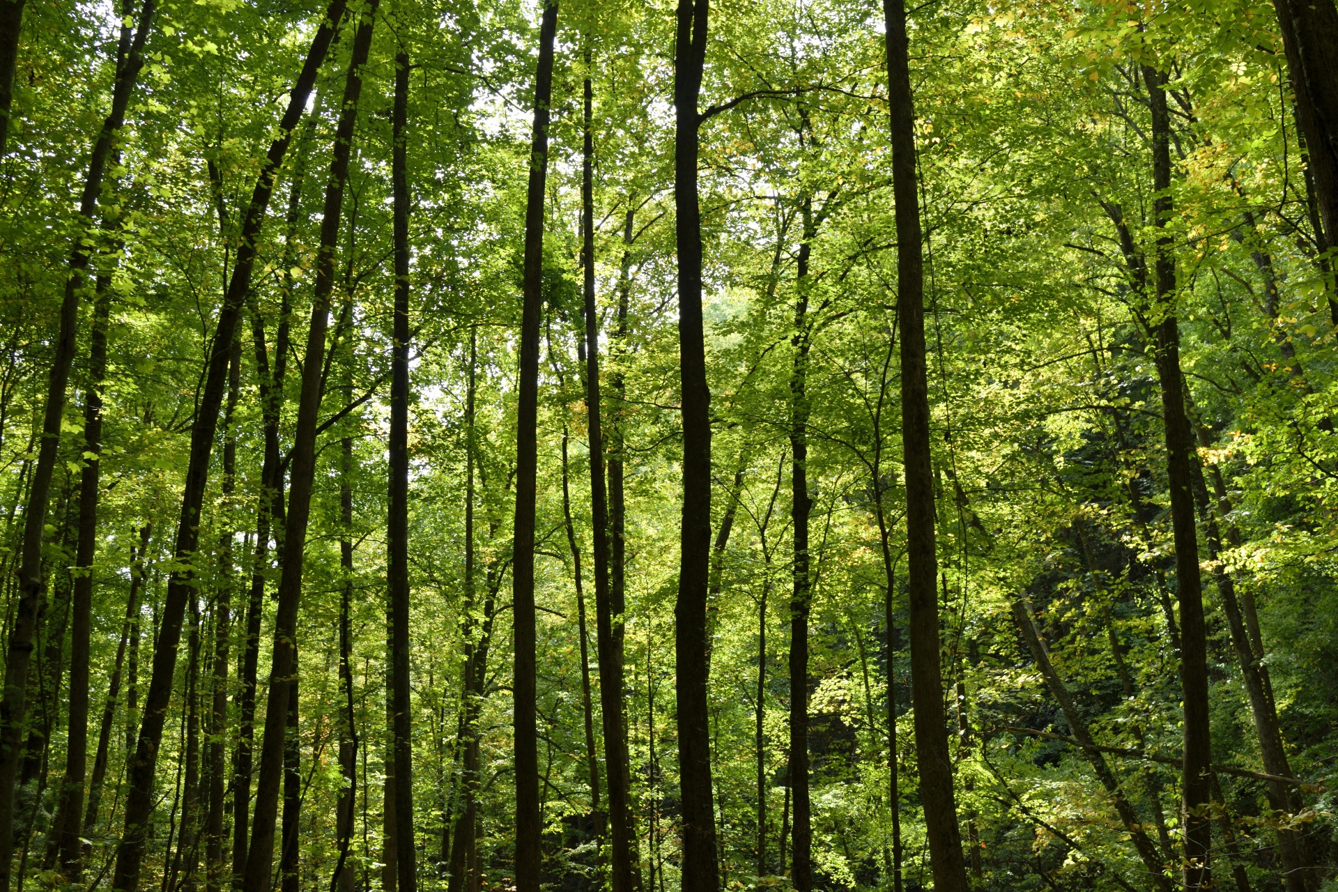 What Is Forest Bathing? Benefits Science & How to Start