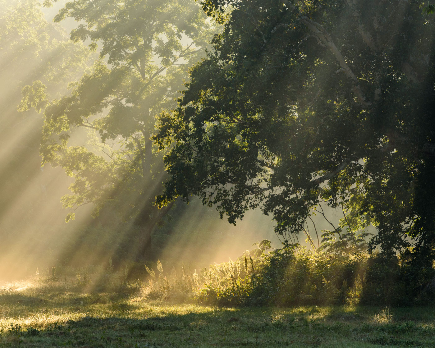8 Forest Bathing Retreats That Include Yoga & Tai Chi in the Woods