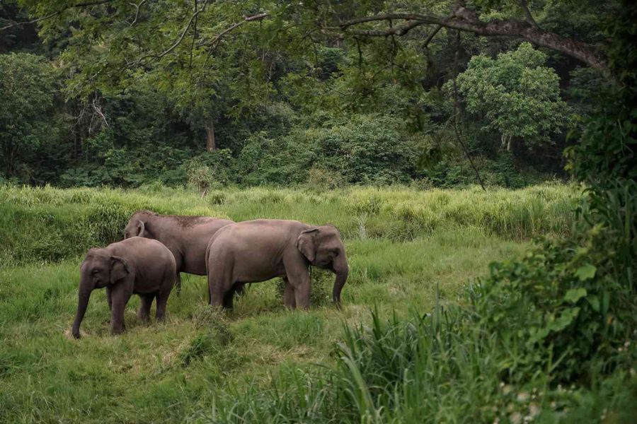 9 Ethical Elephant Sanctuaries in Asia (No Riding No Chains)