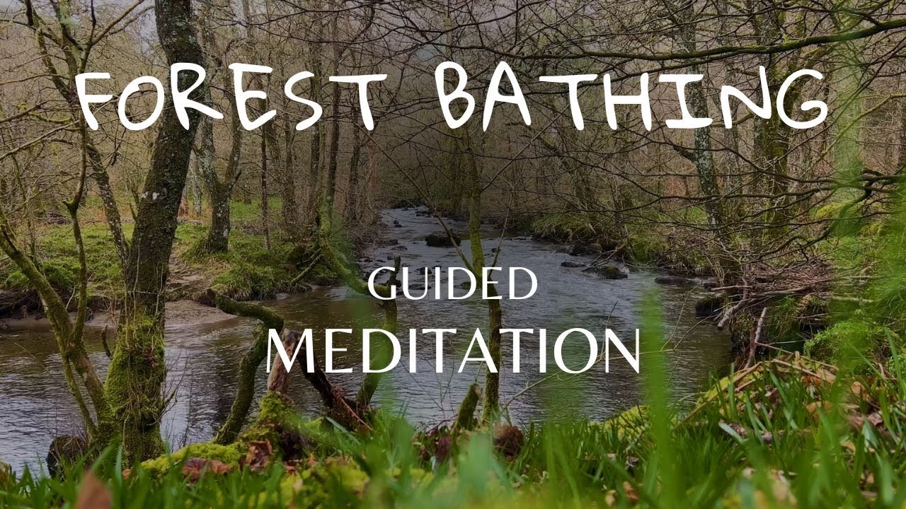 5 Forest Bathing Retreats for Depression & Anxiety (Clinical Studies)