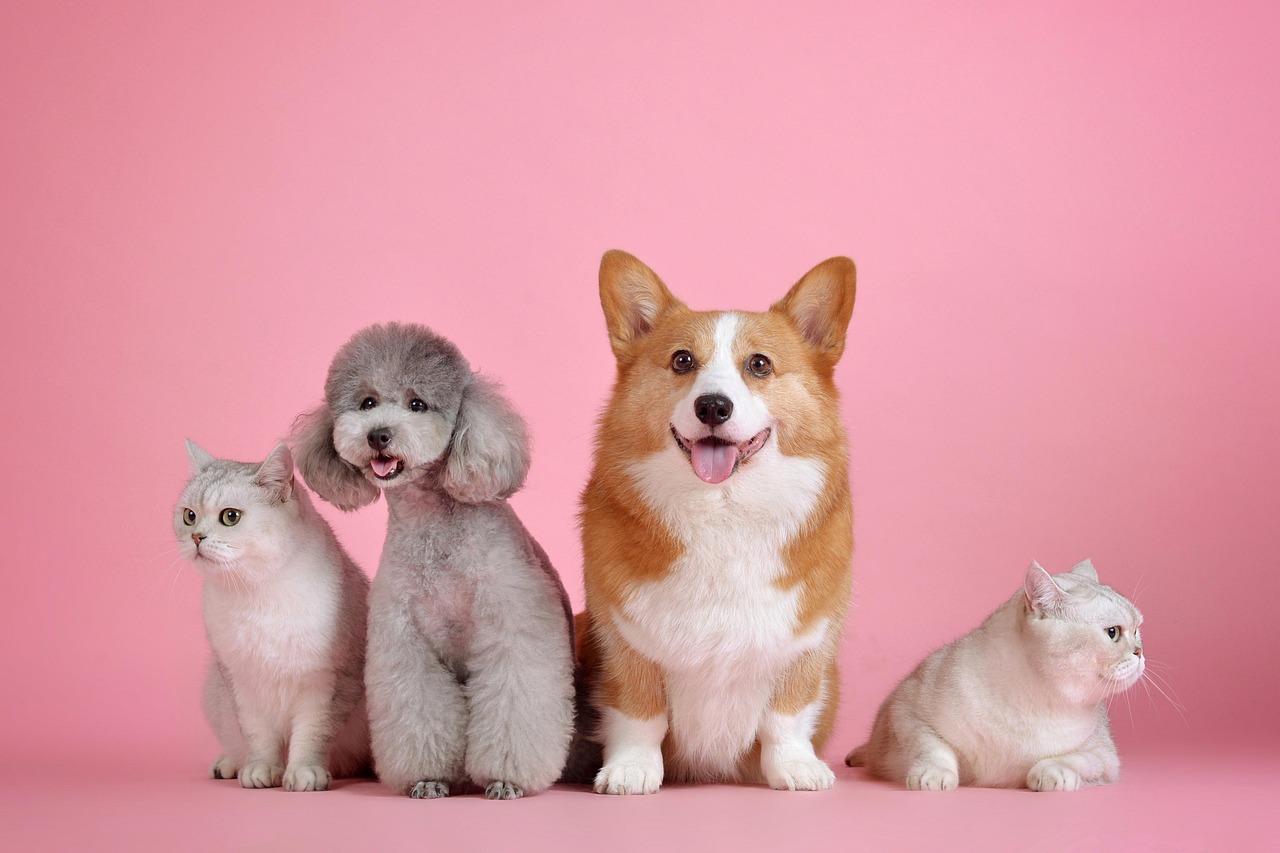 8 Countries with the Strictest Pet Import Rules (Australia New Zealand UK Japan)