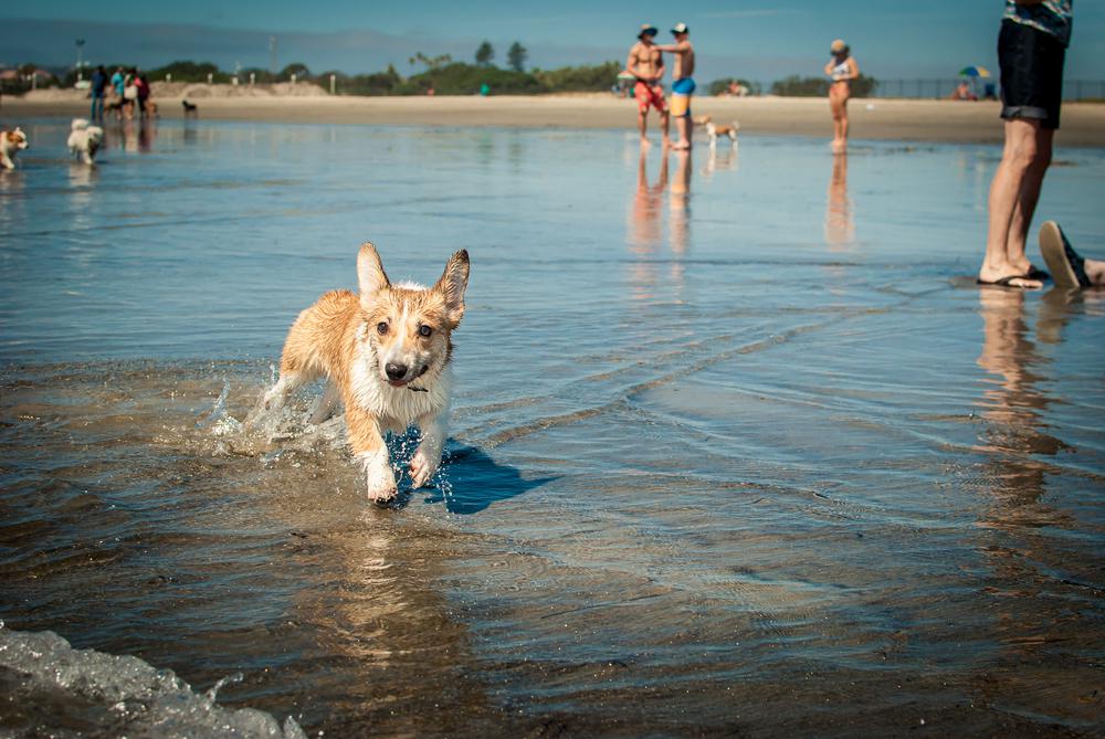 10 Best Beaches for Dogs in California (Huntington Carmel Coronado)