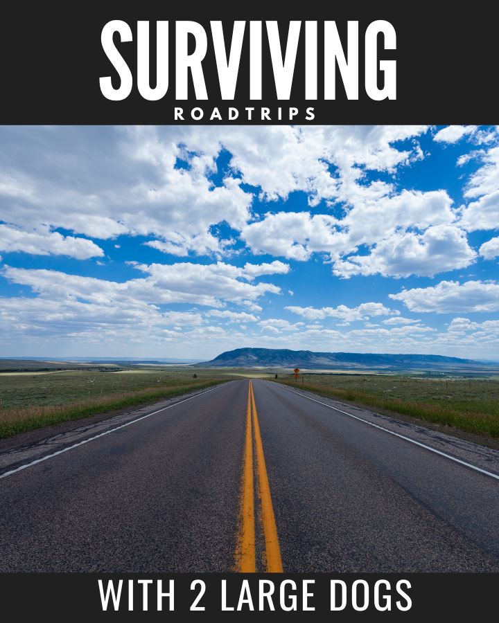 5 Long-Distance Road Trips with Dogs (3000+ Miles Survival Guide)