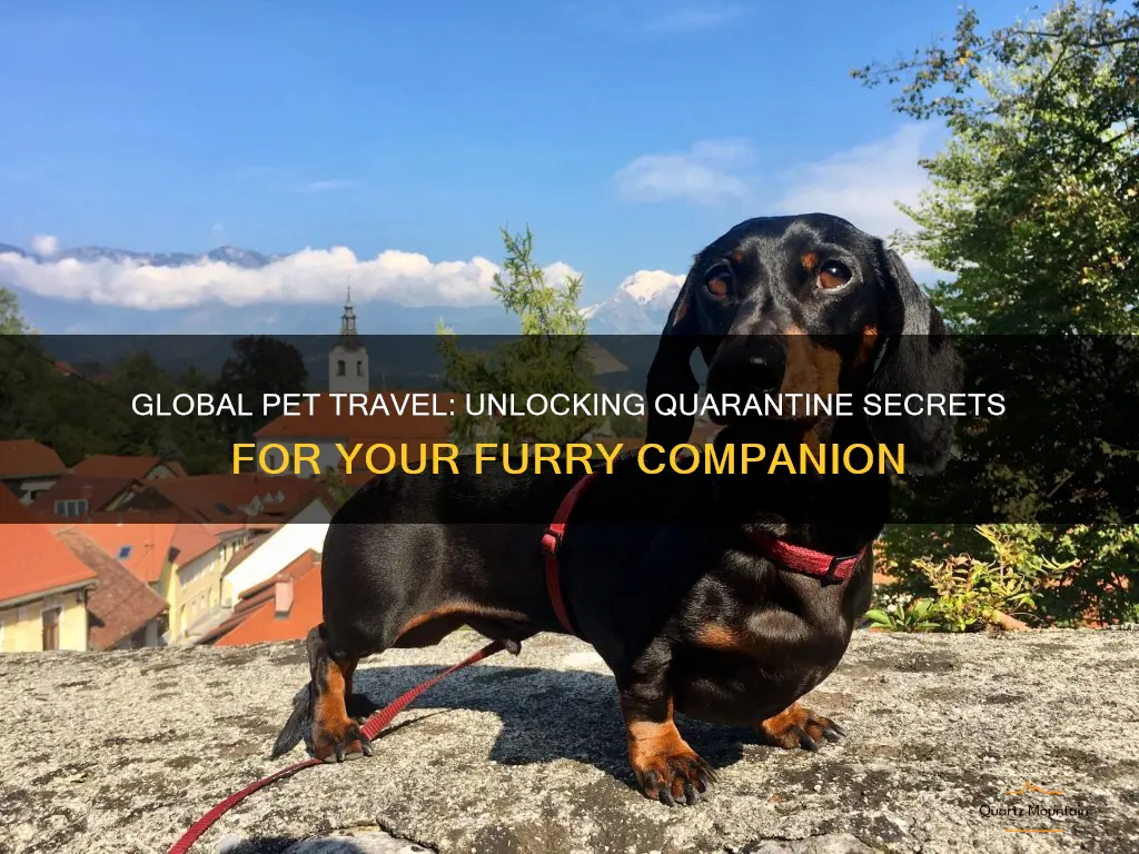 8 International Pet Travel Quarantine Rules – Which Countries Require It